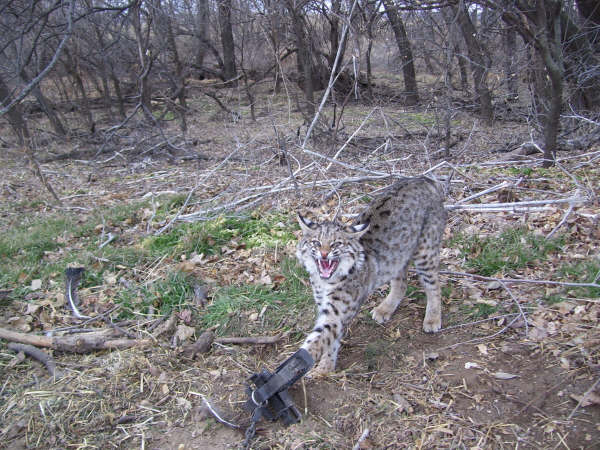 bobcat in pennsylvania